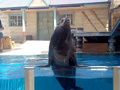 big-seal-in-australia Taroonga Zoo In Australia